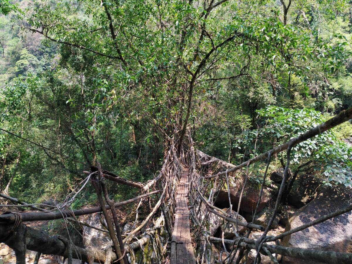 Root Bridge Assam Assam & Meghalaya Tour Plan